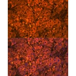 Immunofluorescence - Anti-SDF1 Antibody (A305409) - Antibodies.com