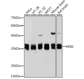 Western Blot - Anti-MSI2 Antibody [ARC2341] (A305414) - Antibodies.com