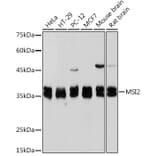 Western Blot - Anti-MSI2 Antibody [ARC2341] (A305414) - Antibodies.com