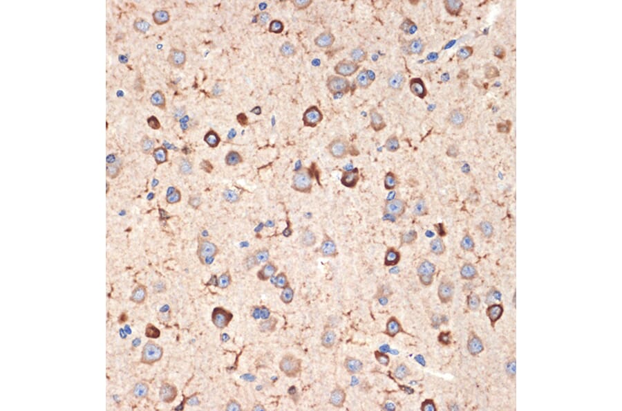 Immunohistochemistry - Anti-MSI2 Antibody [ARC2341] (A305414) - Antibodies.com