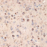 Immunohistochemistry - Anti-MSI2 Antibody [ARC2341] (A305414) - Antibodies.com