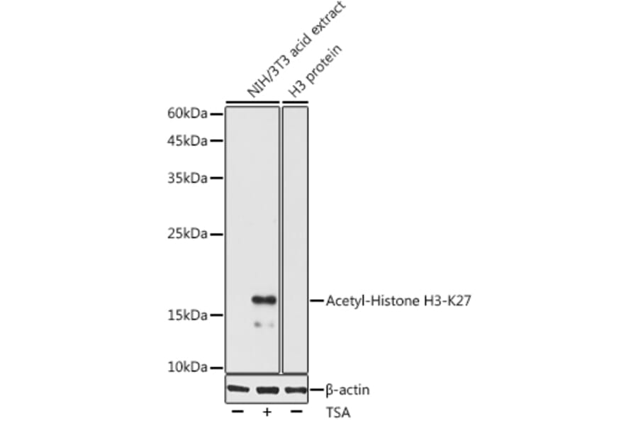 Western Blot - Anti-Histone H3 (acetyl Lys27) Antibody (A305415) - Antibodies.com