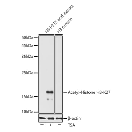 Western Blot - Anti-Histone H3 (acetyl Lys27) Antibody (A305415) - Antibodies.com