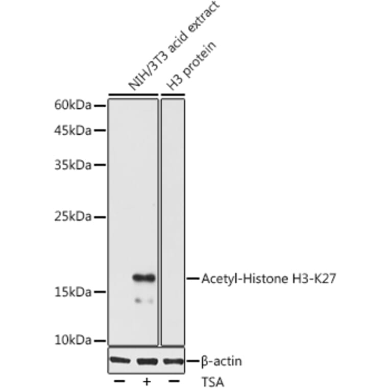 Western Blot - Anti-Histone H3 (acetyl Lys27) Antibody (A305415) - Antibodies.com