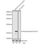 Western Blot - Anti-Histone H3 (acetyl Lys27) Antibody (A305415) - Antibodies.com