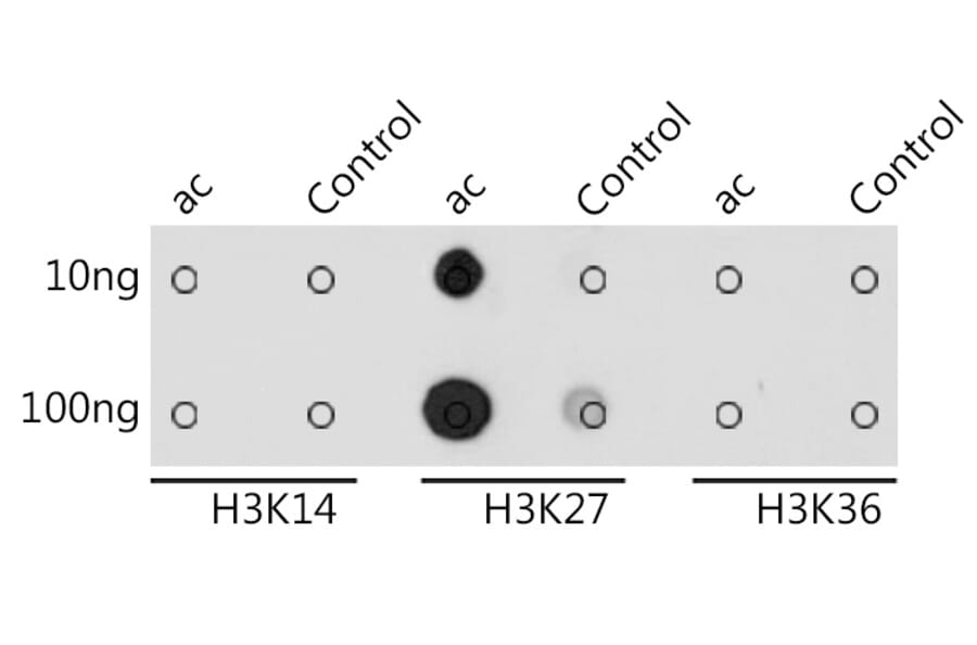 Dot Blot - Anti-Histone H3 (acetyl Lys27) Antibody (A305415) - Antibodies.com