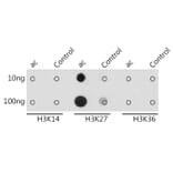 Dot Blot - Anti-Histone H3 (acetyl Lys27) Antibody (A305415) - Antibodies.com