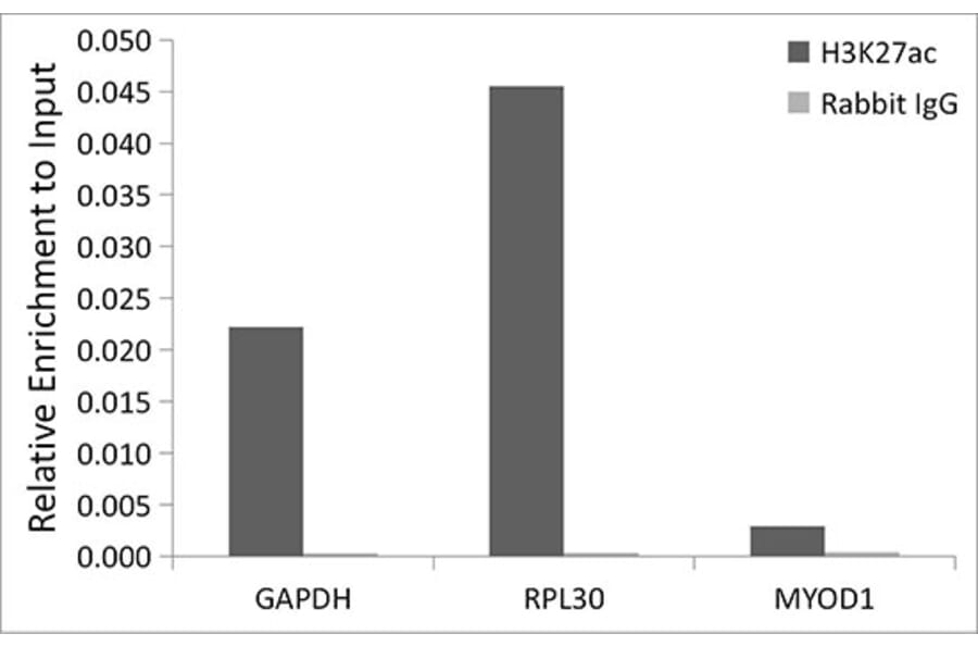Chromatin Immunoprecipitation - Anti-Histone H3 (acetyl Lys27) Antibody (A305415) - Antibodies.com