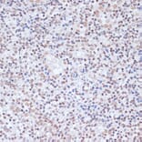 Immunohistochemistry - Anti-Histone H1.4 (acetyl Lys26) Antibody (A305416) - Antibodies.com