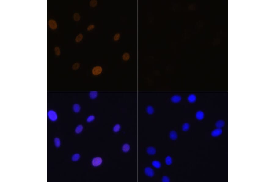 Immunofluorescence - Anti-Histone H1.4 (acetyl Lys26) Antibody (A305416) - Antibodies.com