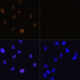 Immunofluorescence - Anti-Histone H1.4 (acetyl Lys26) Antibody (A305416) - Antibodies.com