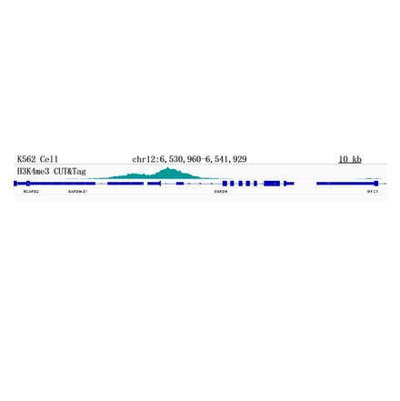 Cut&Tag - Anti-Histone H3 (tri methyl Lys4) Antibody [ARC55095] (A305422) - Antibodies.com