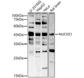 Western Blot - Anti-NUCKS1 Antibody (A305428) - Antibodies.com