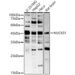 Western Blot - Anti-NUCKS1 Antibody (A305428) - Antibodies.com