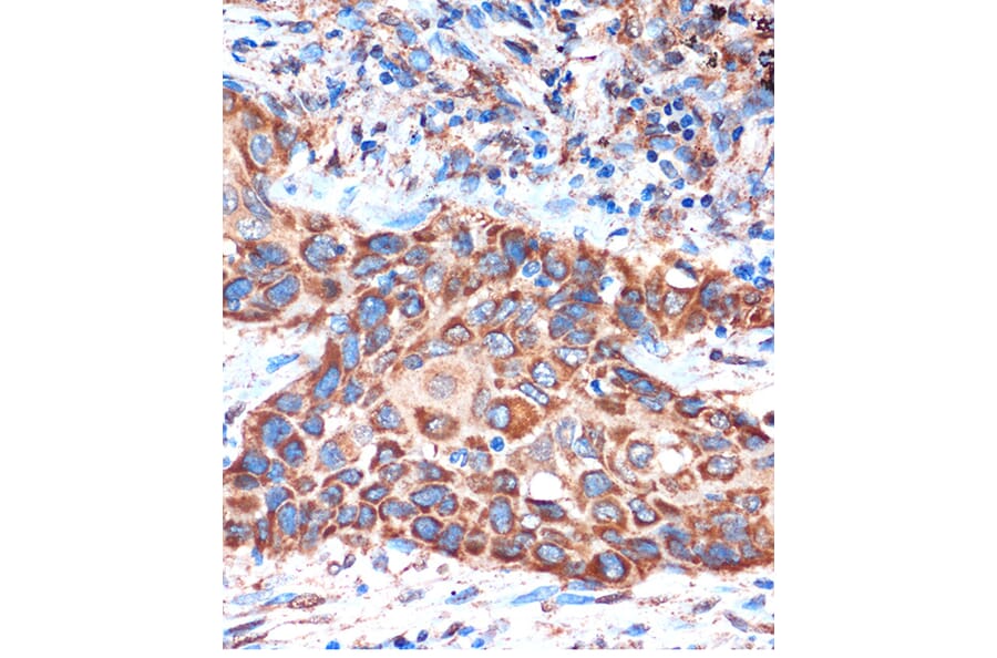 Immunohistochemistry - Anti-HIBADH Antibody (A305430) - Antibodies.com