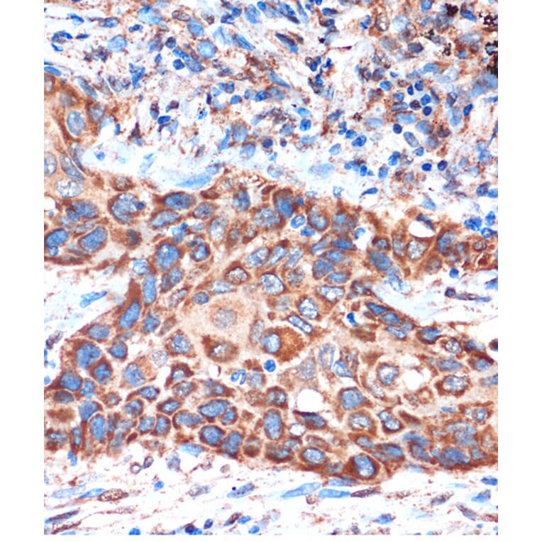 Immunohistochemistry - Anti-HIBADH Antibody (A305430) - Antibodies.com