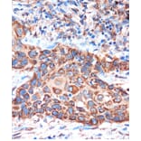 Immunohistochemistry - Anti-HIBADH Antibody (A305430) - Antibodies.com