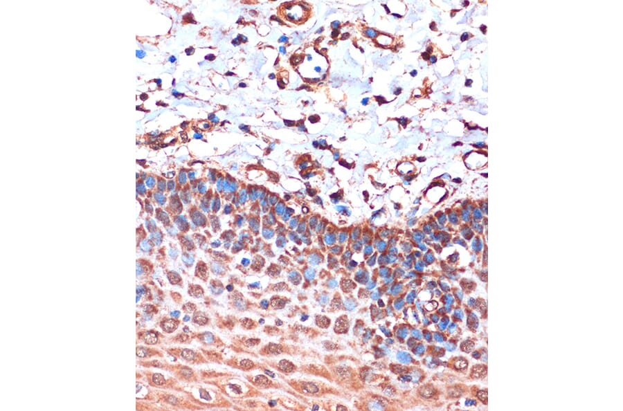Immunohistochemistry - Anti-HIBADH Antibody (A305430) - Antibodies.com