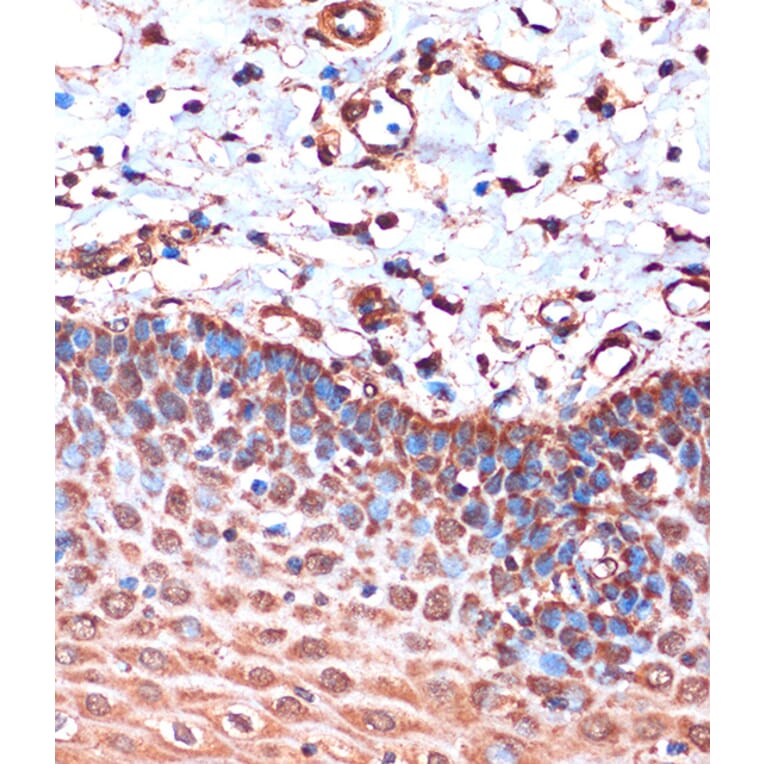 Immunohistochemistry - Anti-HIBADH Antibody (A305430) - Antibodies.com
