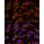 Immunofluorescence - Anti-HIBADH Antibody (A305430) - Antibodies.com