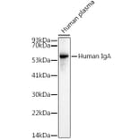 Western Blot - Anti-Human IgA Antibody (A305435) - Antibodies.com