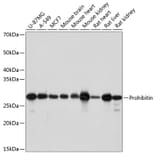 Western Blot - Anti-Prohibitin Antibody [ARC0007] (A305437) - Antibodies.com