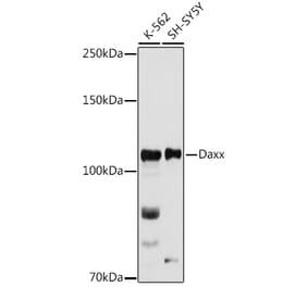 Western Blot - Anti-Daxx Antibody (A305438) - Antibodies.com