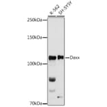 Western Blot - Anti-Daxx Antibody (A305438) - Antibodies.com