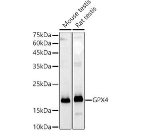 Western Blot - Anti-Glutathione Peroxidase 4 Antibody (A305439) - Antibodies.com
