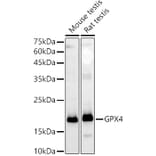 Western Blot - Anti-Glutathione Peroxidase 4 Antibody (A305439) - Antibodies.com