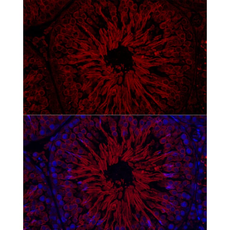 Immunofluorescence - Anti-Glutathione Peroxidase 4 Antibody (A305439) - Antibodies.com