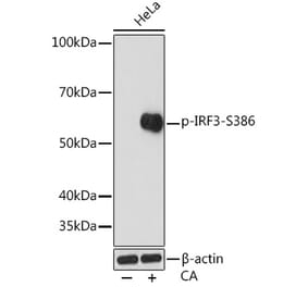 Western Blot - Anti-IRF3 (phospho Ser386) Antibody (A305440) - Antibodies.com