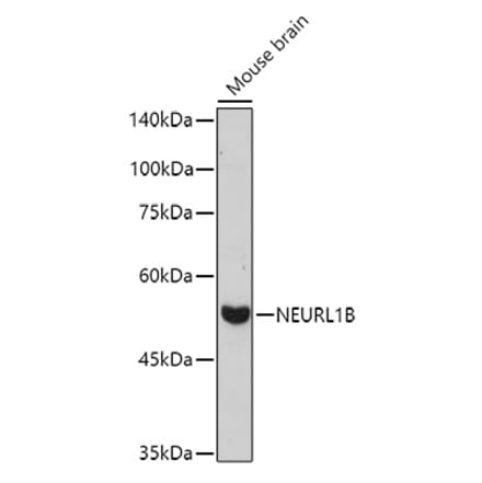 Western Blot - Anti-NEURL1B Antibody (A305441) - Antibodies.com