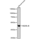 Western Blot - Anti-NEURL1B Antibody (A305441) - Antibodies.com