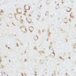 Immunohistochemistry - Anti-NEURL1B Antibody (A305441) - Antibodies.com