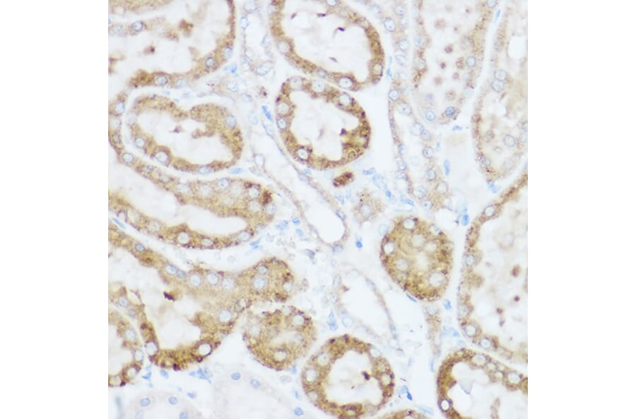 Immunohistochemistry - Anti-NEURL1B Antibody (A305441) - Antibodies.com