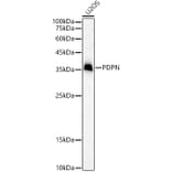 Western Blot - Anti-Podoplanin/gp36 Antibody (A305444) - Antibodies.com