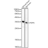 Western Blot - Anti-Podoplanin/gp36 Antibody (A305444) - Antibodies.com