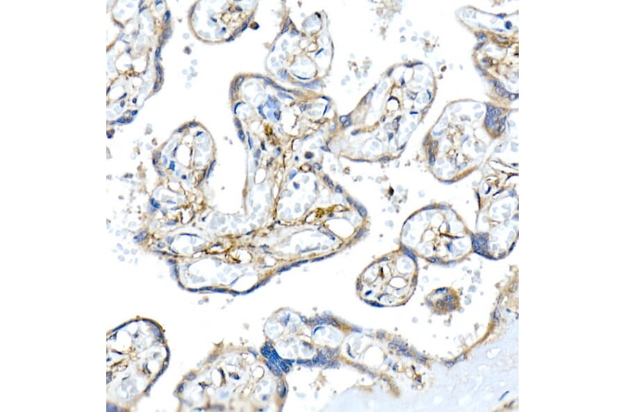 Immunohistochemistry - Anti-Podoplanin/gp36 Antibody (A305444) - Antibodies.com