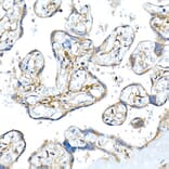 Immunohistochemistry - Anti-Podoplanin/gp36 Antibody (A305444) - Antibodies.com