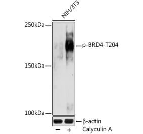 Western Blot - Anti-Brd4 (phospho Thr204) Antibody (A305447) - Antibodies.com