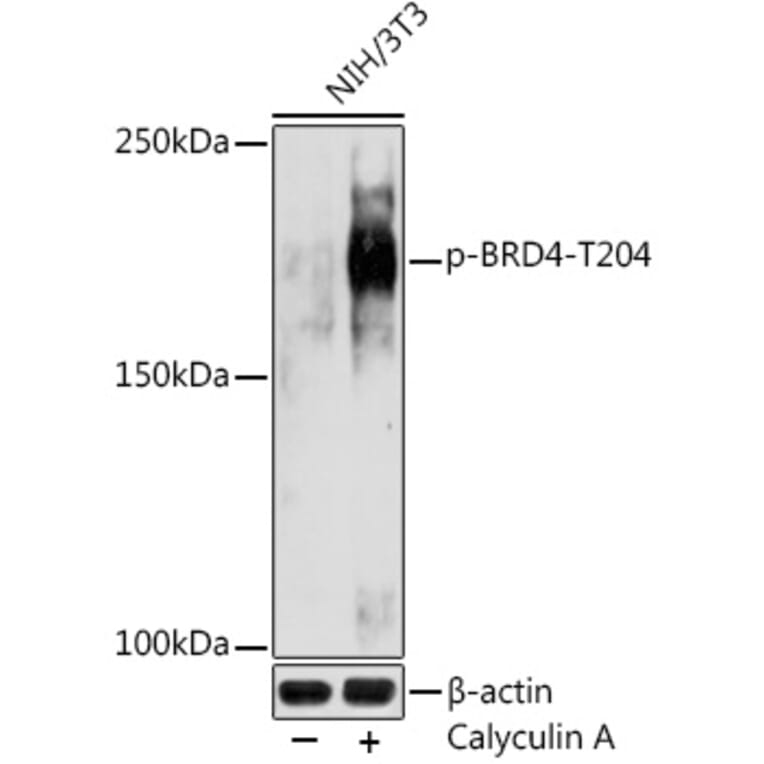 Western Blot - Anti-Brd4 (phospho Thr204) Antibody (A305447) - Antibodies.com