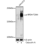 Western Blot - Anti-Brd4 (phospho Thr204) Antibody (A305447) - Antibodies.com