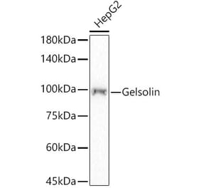 Western Blot - Anti-Gelsolin Antibody [ARC56199] (A305451) - Antibodies.com