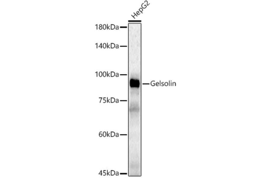 Western Blot - Anti-Gelsolin Antibody (A305452) - Antibodies.com