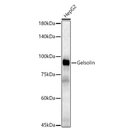Western Blot - Anti-Gelsolin Antibody (A305452) - Antibodies.com