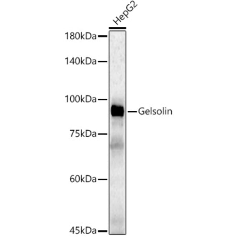 Western Blot - Anti-Gelsolin Antibody (A305452) - Antibodies.com