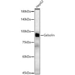 Western Blot - Anti-Gelsolin Antibody (A305452) - Antibodies.com