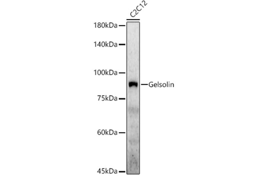 Western Blot - Anti-Gelsolin Antibody (A305452) - Antibodies.com