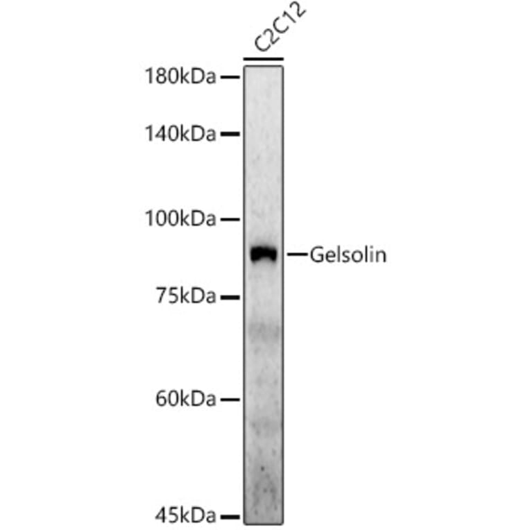 Western Blot - Anti-Gelsolin Antibody (A305452) - Antibodies.com